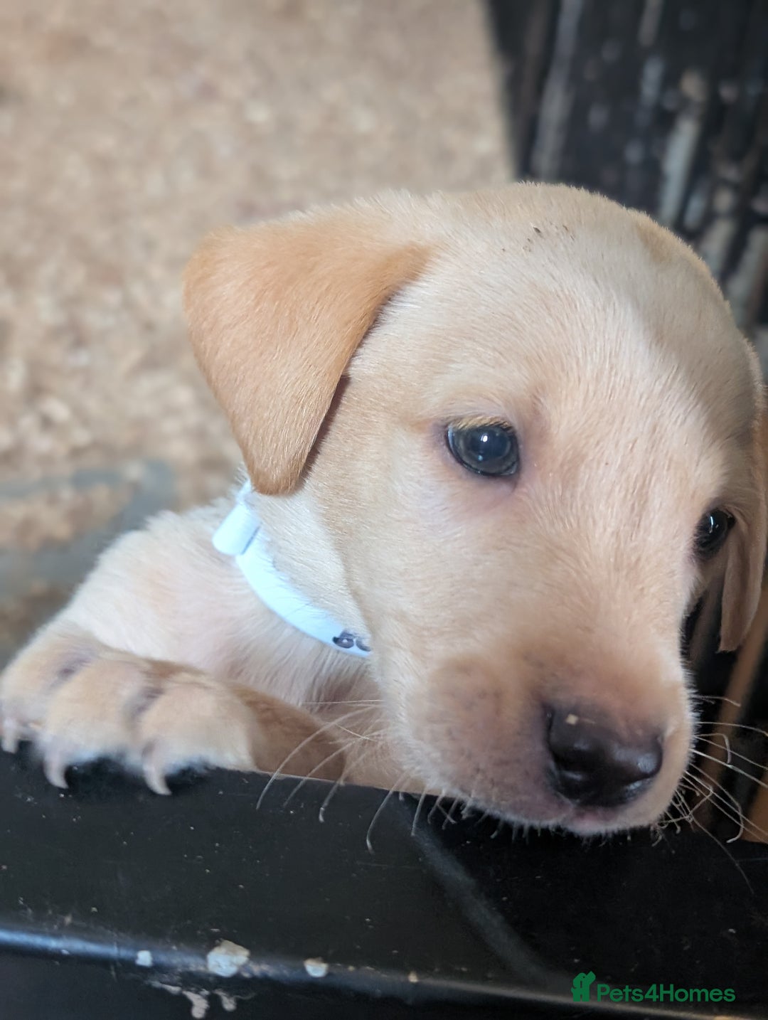 Labrador Retriever dogs for sale: KC Reg many Champion lines Drakeshead in pedigree  - Image 15