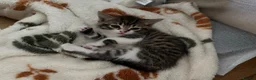 Mixed Breed cats for sale: Adorable kittens looking for their forever homes - Advert 8