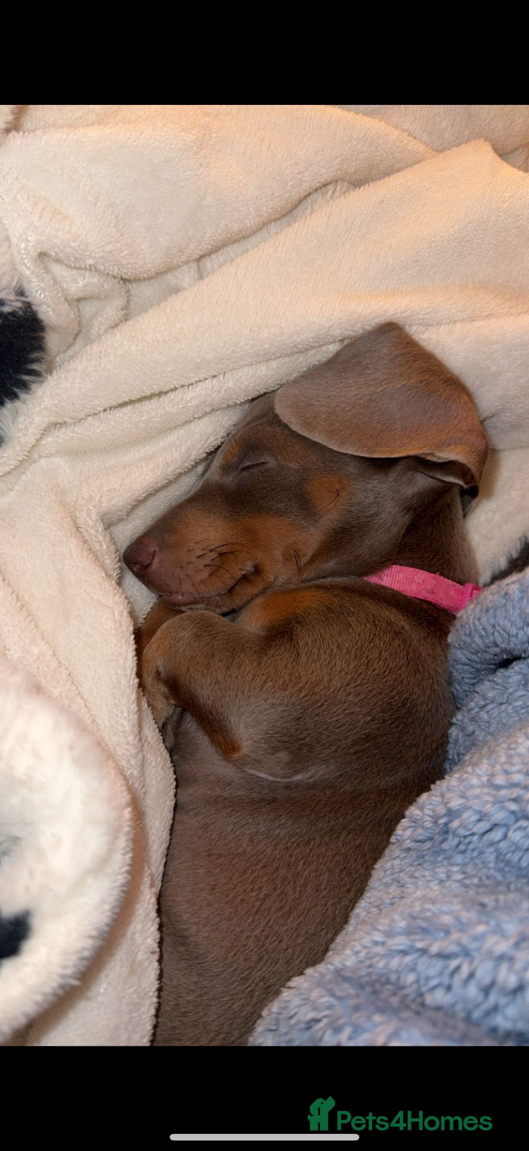 Miniature Dachshund dogs for sale: Miniature dachshund - Advert 7