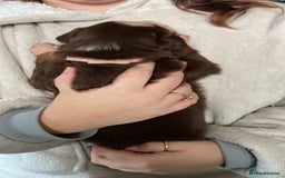 Border Collie dogs for sale: BorderCollie Pups: unique chocolate tri rough coat - Advert 11