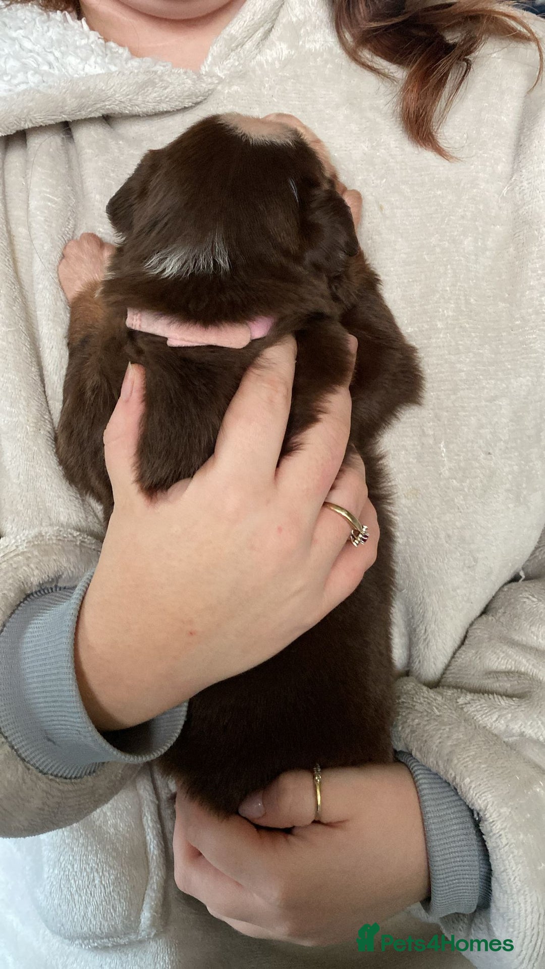 Border Collie dogs for sale: BorderCollie Pups: unique chocolate tri rough coat - Advert 11