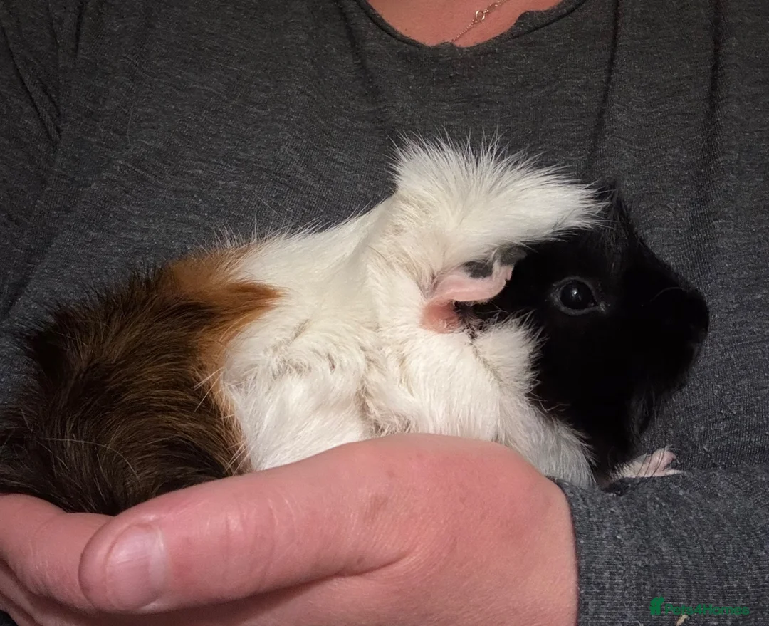 Guinea Pig rodents for sale: Male Guinea pigs  - Advert 2