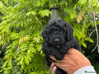 Maltipoo dogs Maltipoo pups - Advert 4