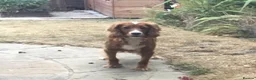 Cocker Spaniel dogs for sale: Working type cocker puppies  - Advert 8