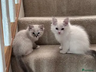 Ragdoll cats 😻 READY NOW 3 HANDSOME MALE RAGDOLL KITTENS 😻 - Advert 5