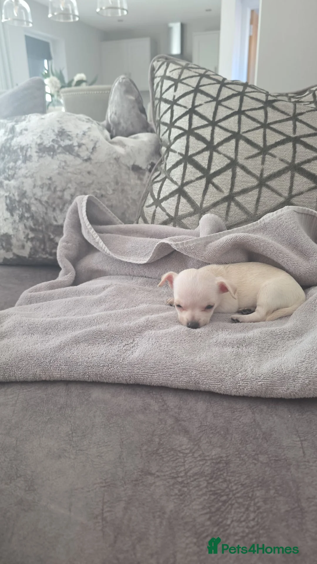 Chihuahua dogs for sale: Chihuahua  - Advert 2