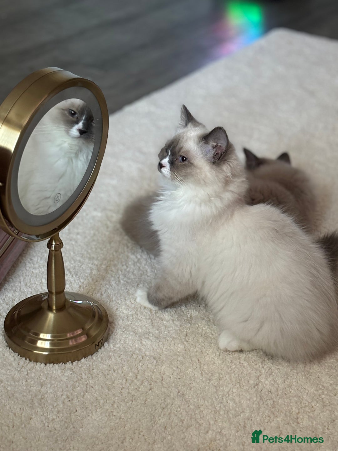 Ragdoll cats for sale: Beautiful blue mitted girl  - Advert 1