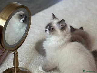 Ragdoll cats Beautiful blue mitted girl - Advert 10