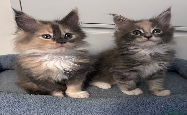 Maine Coon cats - Advert 13
