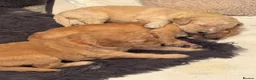 Goldendoodle dogs for sale: Beautiful golden doodle puppies for sale  in Norwich - Advert 21