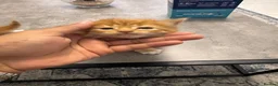 Mixed Breed cats for sale: Extreme fluffy chubby kittens  in London - Advert 29