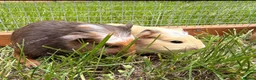 Guinea Pig rodents for sale: Smooth sow and crested boars  - Advert 4