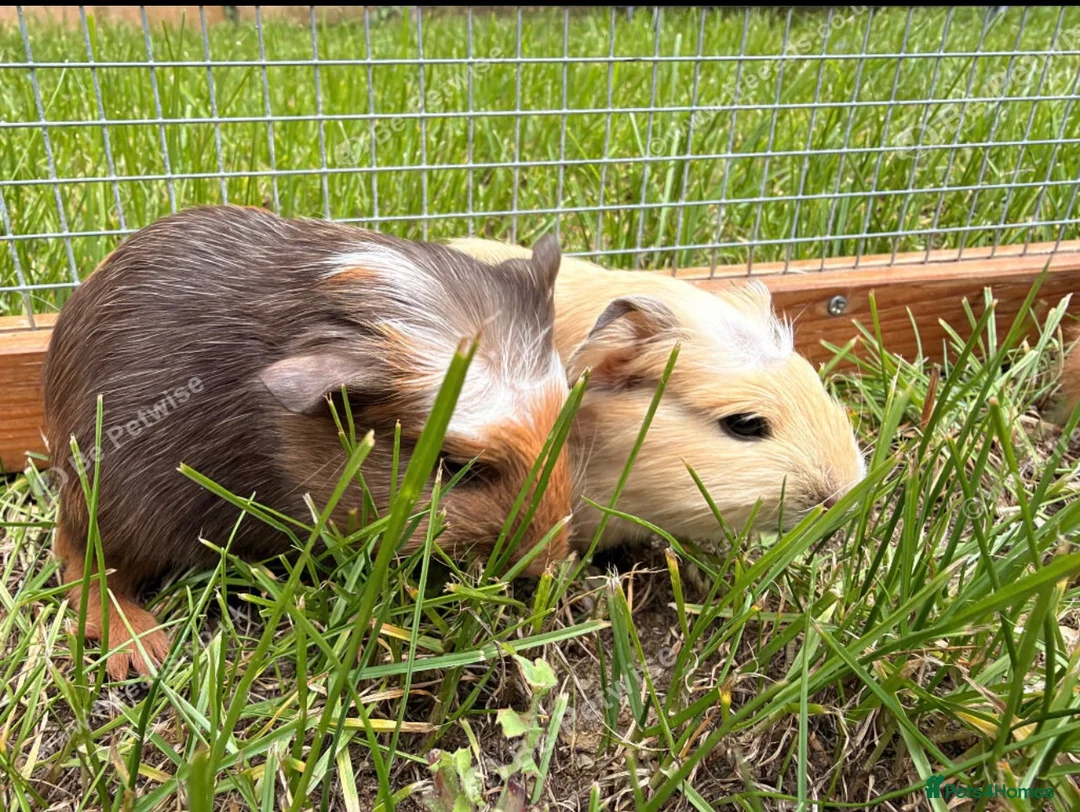 Guinea Pig rodents for sale: Smooth sow and crested boars  - Advert 4