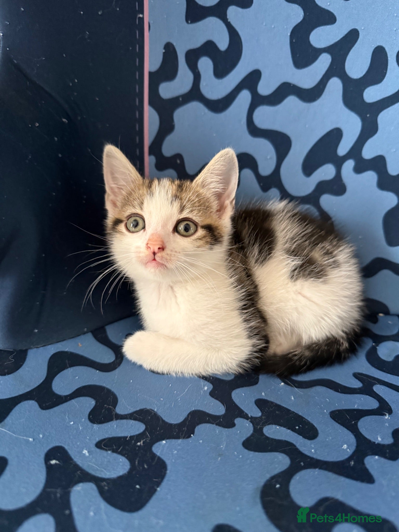 Mixed Breed cats 1 MALE KITTEN NEEDING HIS FUREVER HOME!! - Advert 11