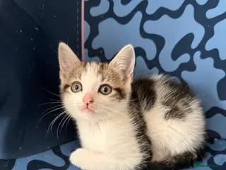 Mixed Breed cats 1 MALE KITTEN NEEDING HIS FUREVER HOME!! - Advert 11