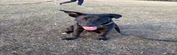 Mixed Breed dogs for sale: Staff x Belgium  in Leeds - Advert 24