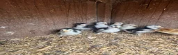 Chickens poultry for sale: Mottled Pekin mum with 7 Pekin chicks for sale  - Advert 4