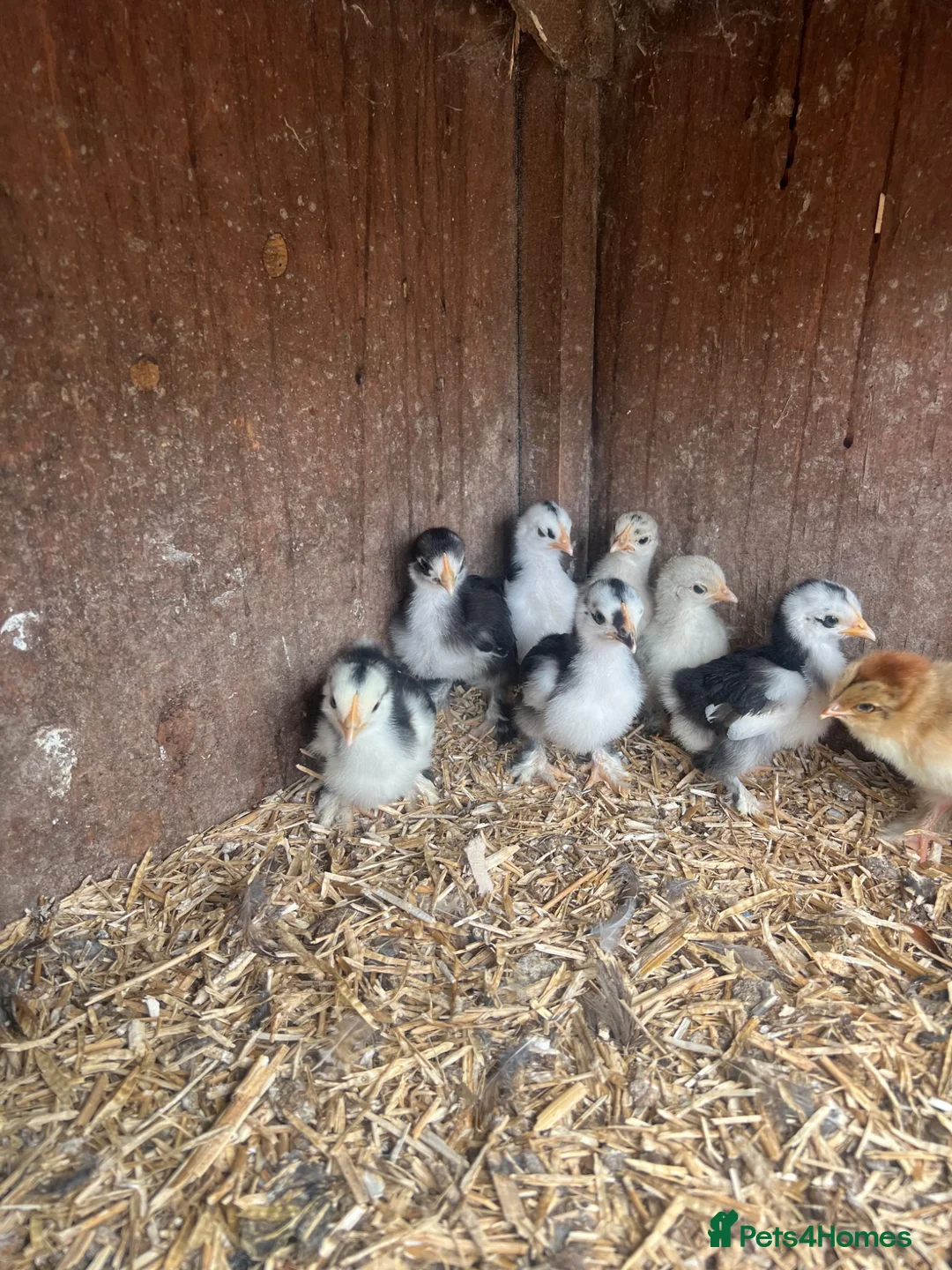 Chickens poultry for sale: Mottled Pekin mum with 7 Pekin chicks for sale  - Advert 4