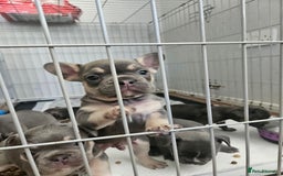 French Bulldog dogs for sale: Gorgeous frenchie pups  - Image 1