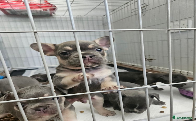 French Bulldog dogs - Advert 9