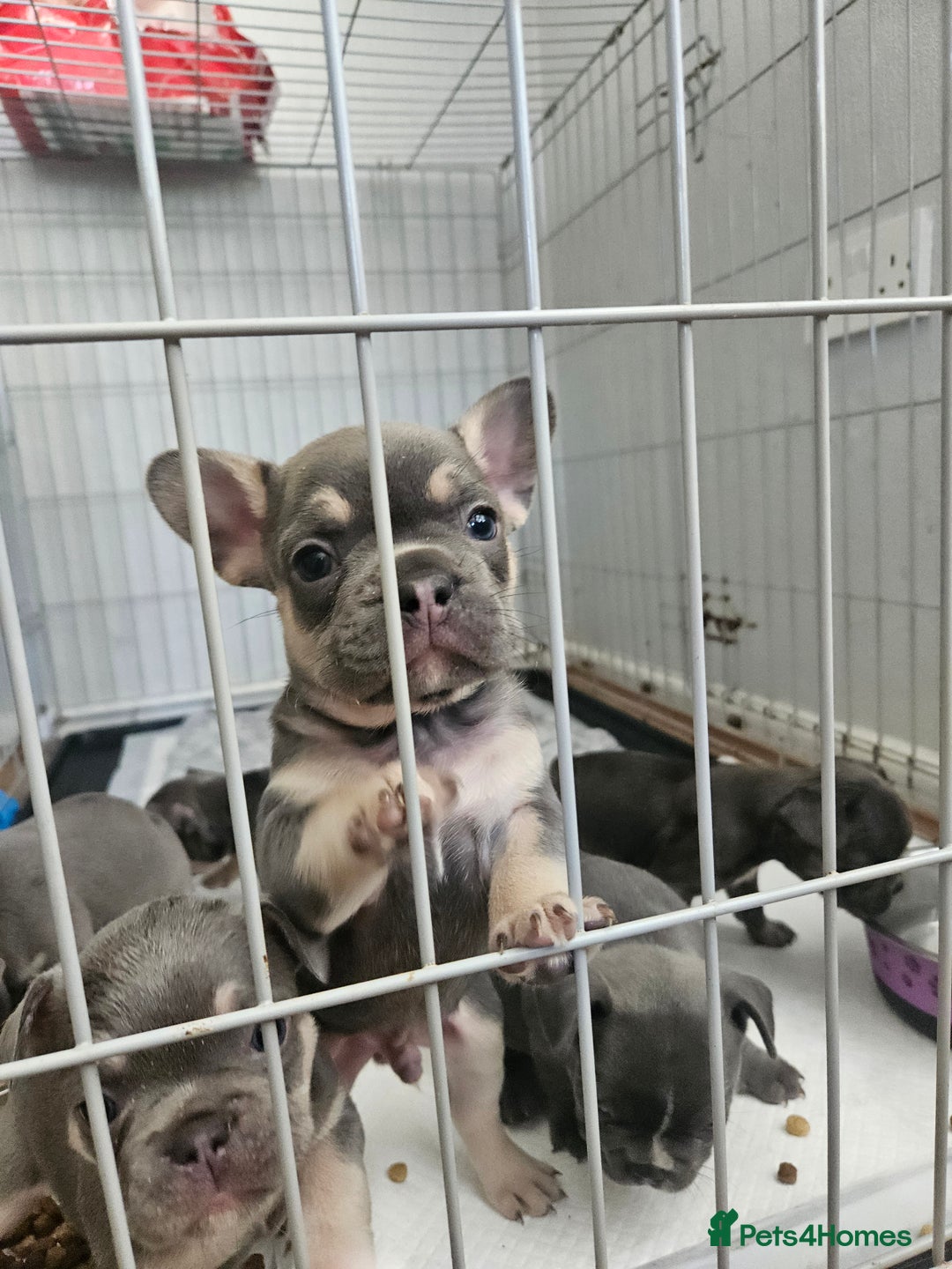 French Bulldog dogs for sale: Gorgeous frenchie pups  - Image 1