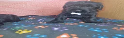 Giant Schnauzer dogs for sale: 2 male Giant schnauzer puppy's remaining  - Advert 8