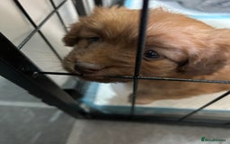 Mixed Breed dogs for sale: Beautiful cavapoopoms looking for forever homes  - Image 12
