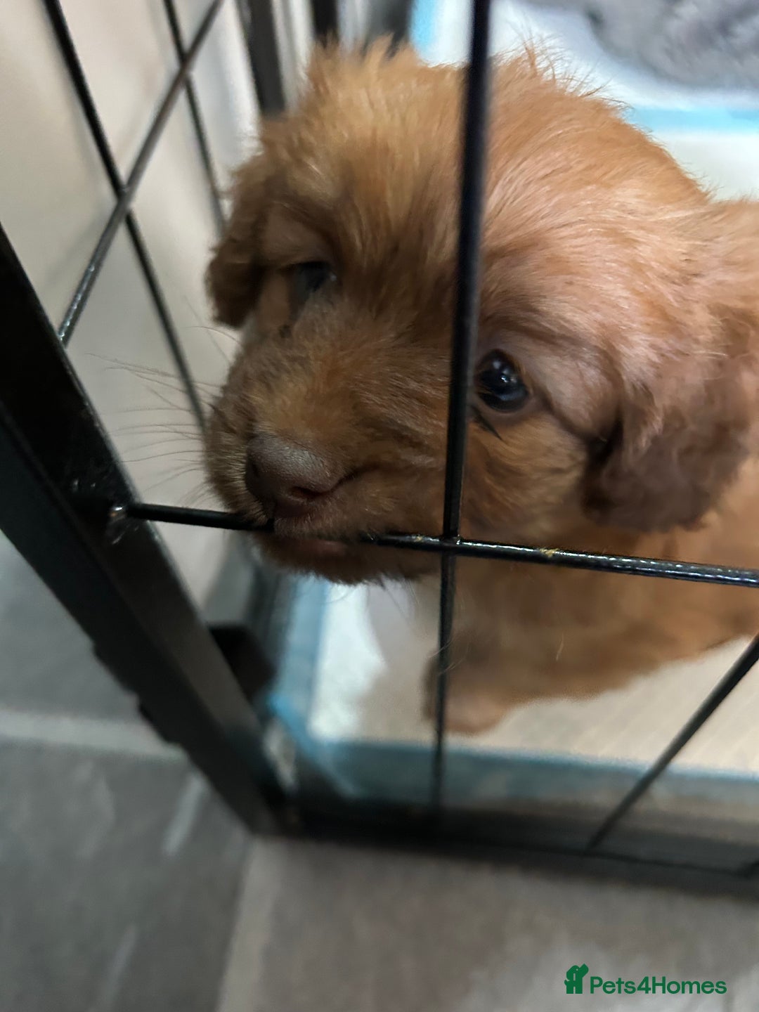 Mixed Breed dogs for sale: Beautiful cavapoopoms looking for forever homes  - Image 12