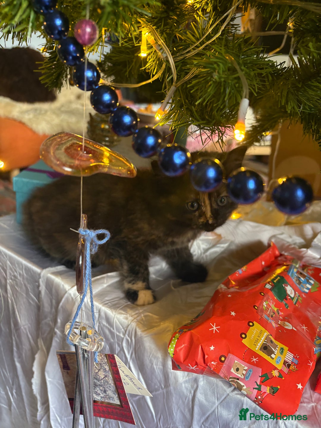 Ragdoll cats for sale: Adorable Female Ragdoll Tortoiseshell kitten - Advert 1