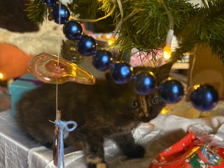 Ragdoll cats Adorable female Ragdoll tortoishell kitten - Advert 12