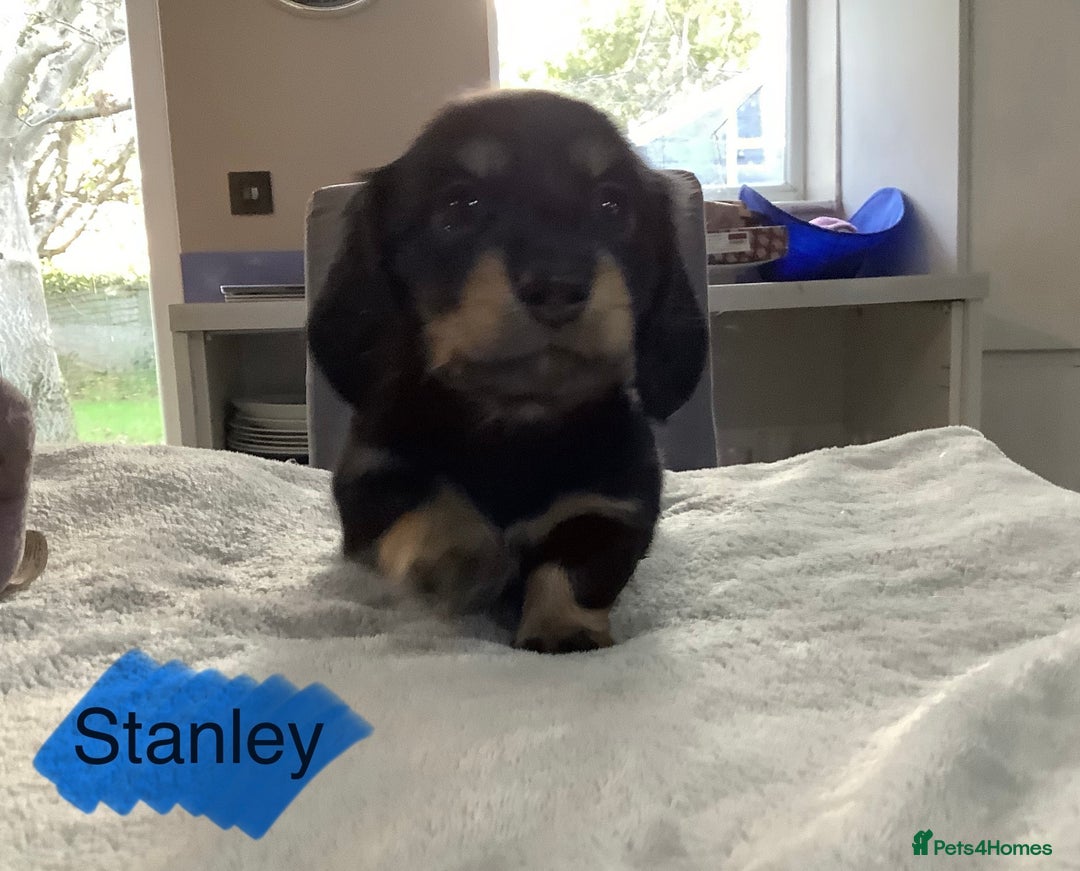Miniature Dachshund dogs for sale: PRA Clear Mini Longhair Dachshund Pups Cream Red.. - Advert 25