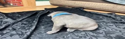 Mixed Breed dogs for sale: American Bull Staffy Puppies in Ramsgate - Advert 15