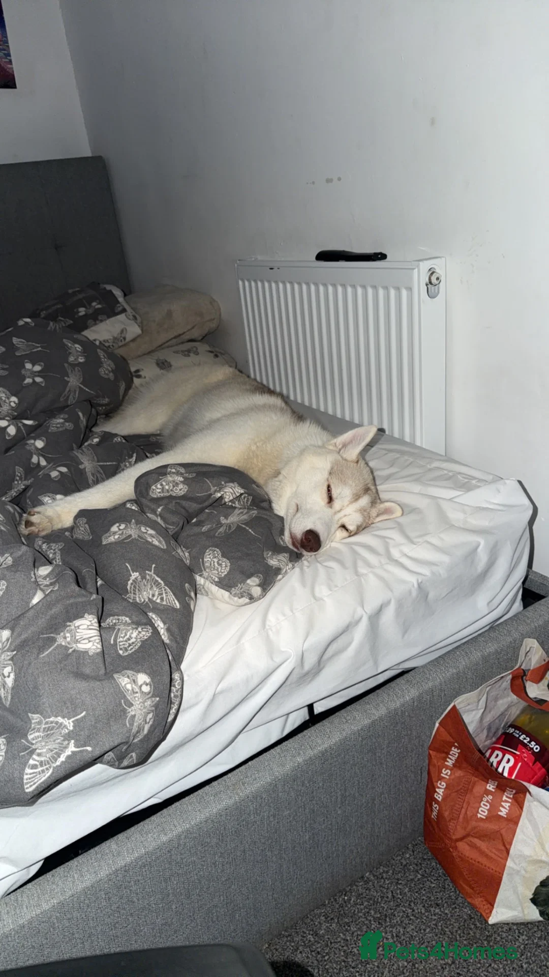 Siberian Husky dogs for sale: Husky  in Sutton-in-Ashfield - Advert 3