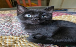 Ragdoll cats for sale: Beautiful Ragdoll X kittens - Image 12