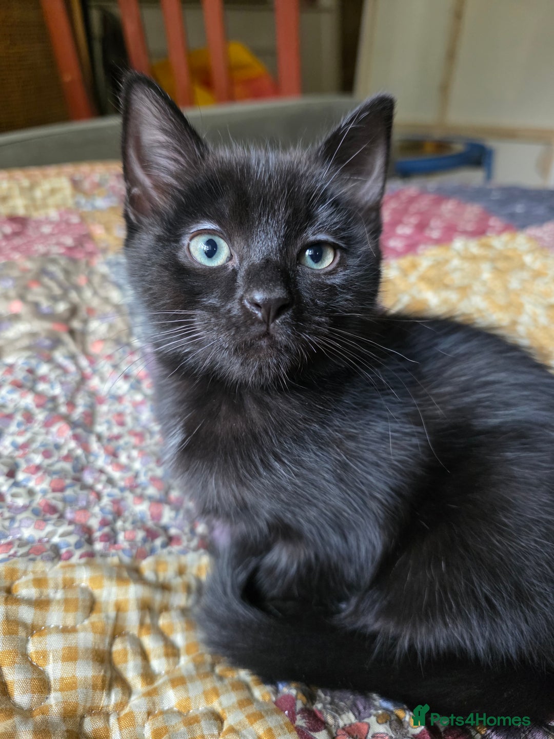 Ragdoll cats for sale: Beautiful Ragdoll X kittens - Image 12