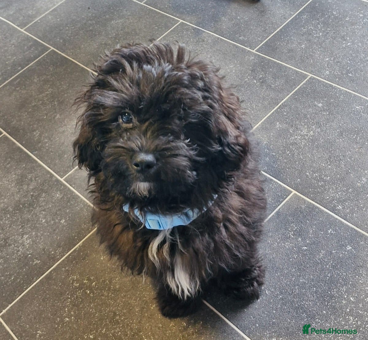 Shihpoo dogs Shihpoo puppy - Advert 1