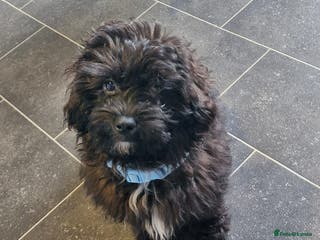 Shihpoo dogs Shihpoo puppy - Advert 1