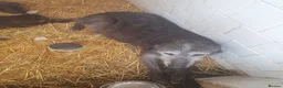 Mixed Breed dogs for sale: Unique 26 Generation English Deerhound  - Advert 3