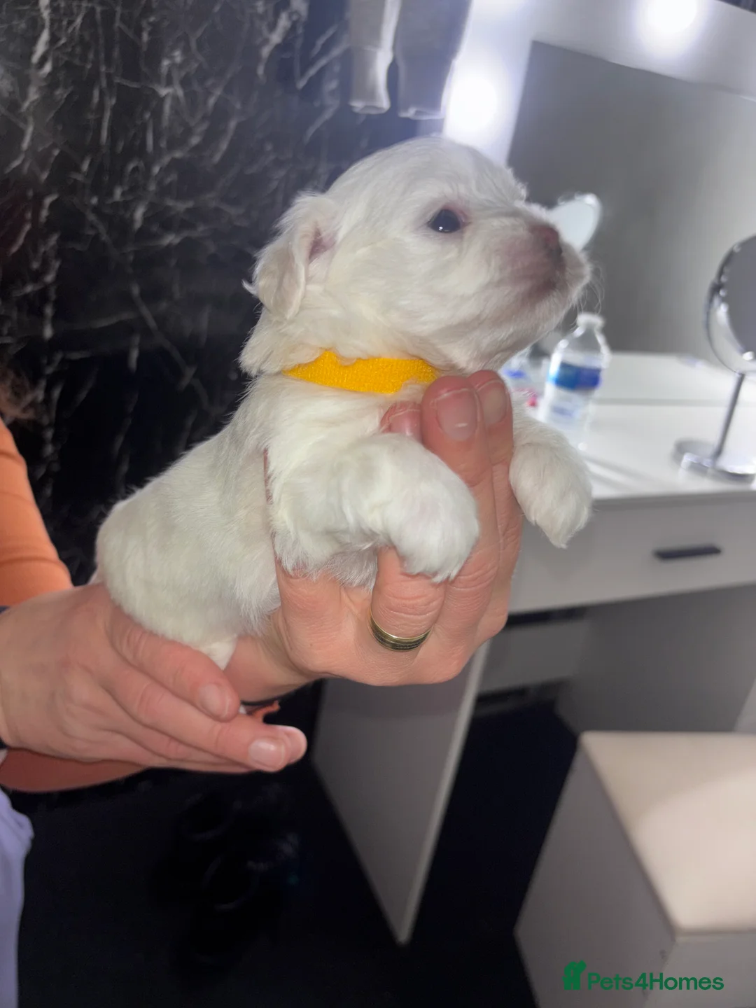 Maltese dogs for sale: Maltese Puppy - Advert 11