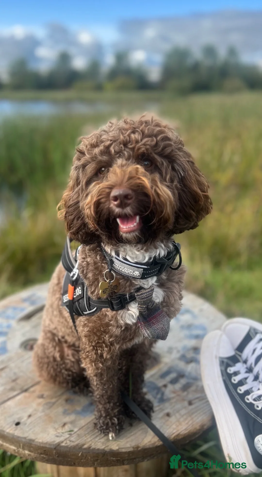 Cockapoo dogs for stud: Stud - Theo  - Advert 1