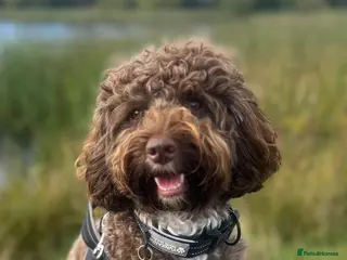 Cockapoo dogs Stud - Theo - Advert 9