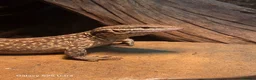 Monitor reptiles for sale: Red ackie & 4x2x2 enclosure  in Woking - Advert 3