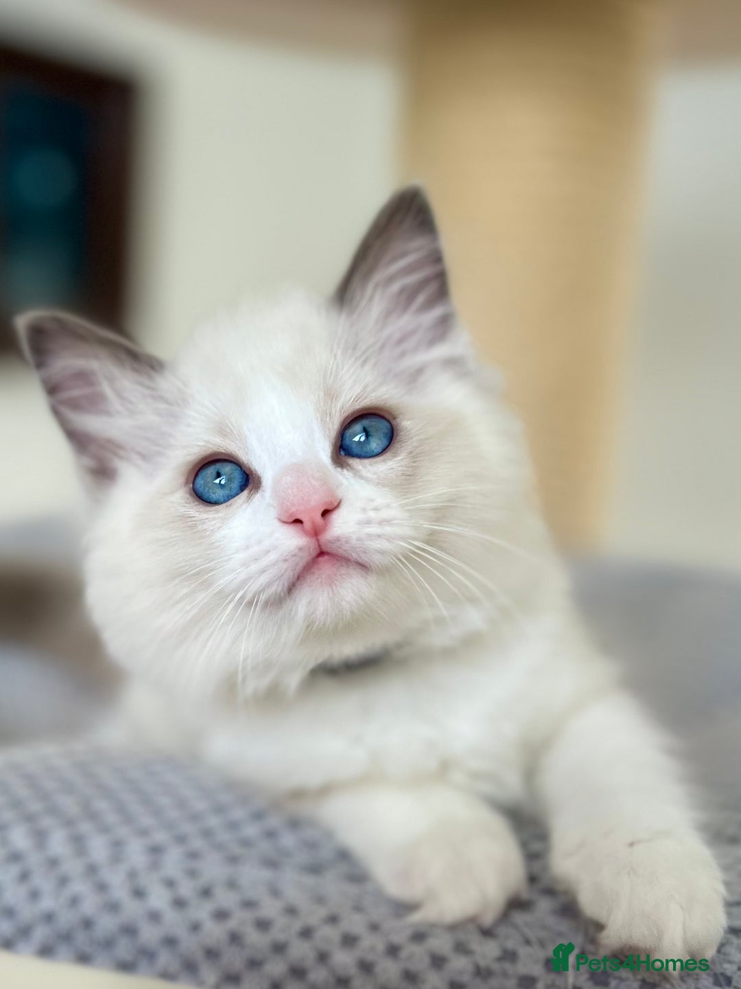 Ragdoll cats for sale: Beautiful Ragdoll girls - ready to reserve now! - Image 17