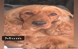 Cocker Spaniel dogs for sale: GORGEOUS SHOW TYPE SABLES COCKER SPANIAL PUPPIES - Image 19