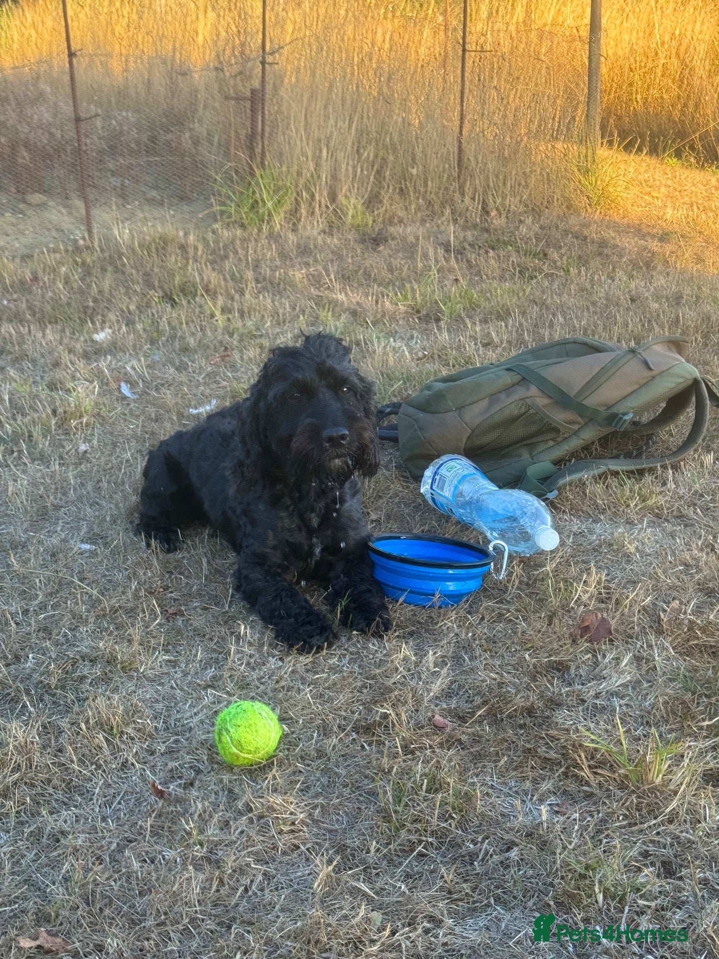 Mixed Breed dogs Stud Eskel (one boy out of the litter) - Advert 2