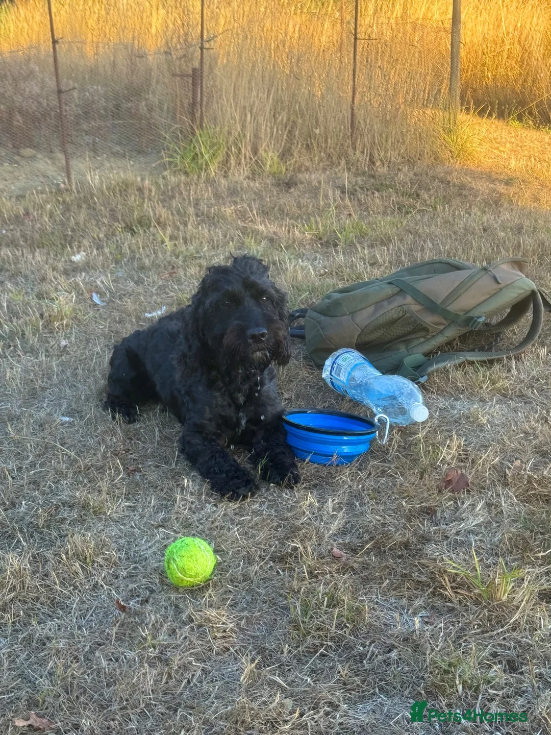 Mixed Breed dogs for stud: Stud Eskel (one boy out of the litter) in Bury Saint Edmunds - Advert 1