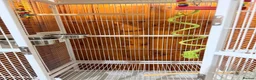 Budgerigars birds for sale: Two Budgies with Cage and Accessories in London - Advert 8