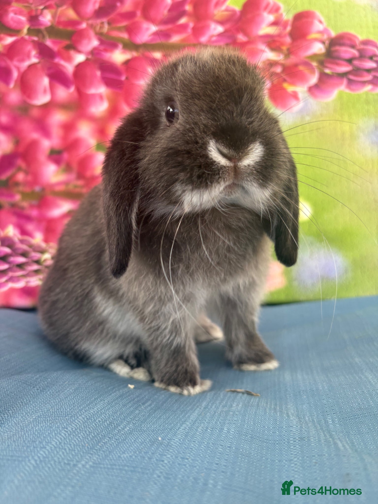 Mini Lop rabbits for sale: Mini lops - Advert 8
