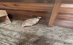 Quail poultry for sale: Quail female conturnix  - Image 1