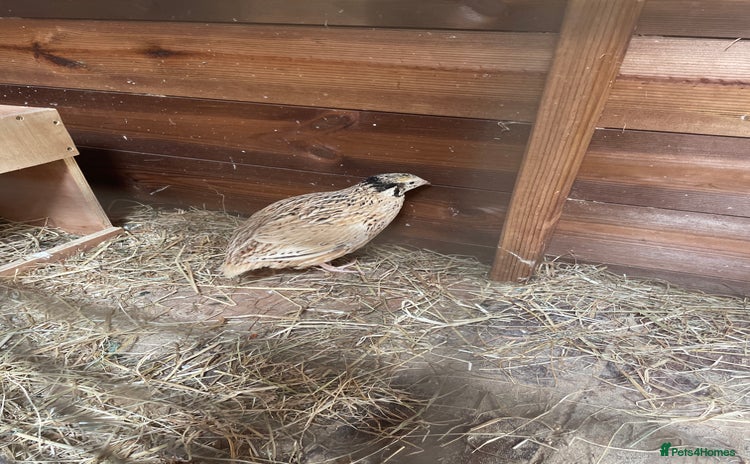 Quail poultry - Advert 14